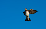 Purple Martin In Flight